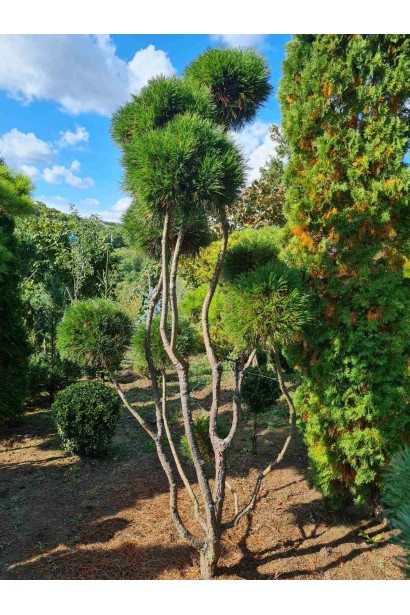 Сосна гірська Варелла  ком100кг/ШТАМБ/9куль/9точок щеплення/вис.250см/Ø160см